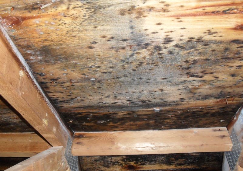 What Does Mold Grow On Canada's Restoration Services